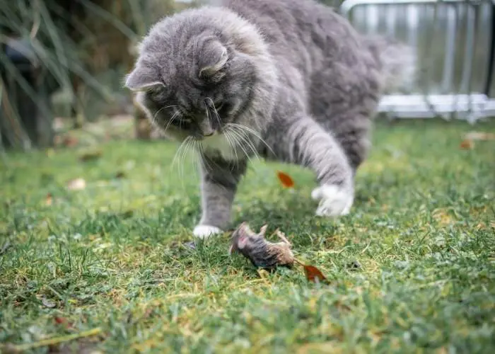 CATS CAN HELP CONTROL RODENTS AROUND YOUR CHICKEN COOP. CAN I OWN A CAT AND CHICKENS?