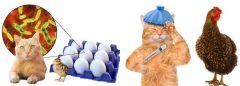 CAN CATS GET SICK FROM CHICKENS?