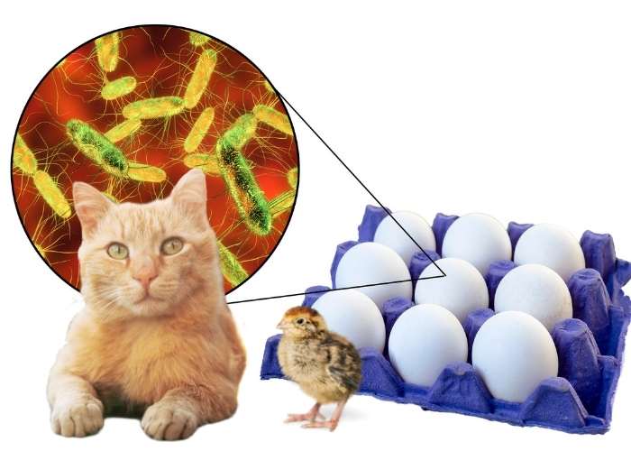 CAN CATS GET SICK FROM CHICKENS?  CATS CAN GET SALMONELLA FROM CHICKENS.
