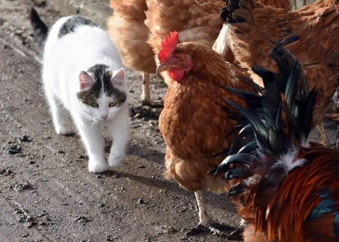 CAT AND CHICKENS