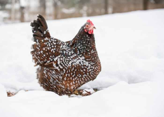 Can I own just 1 chicken? A COLD CHICKEN WILL FLUFF ITS FEATHERS OUT TO HELP TRAP WARM AIR POCKETS CLOSE TO ITS SKIN.