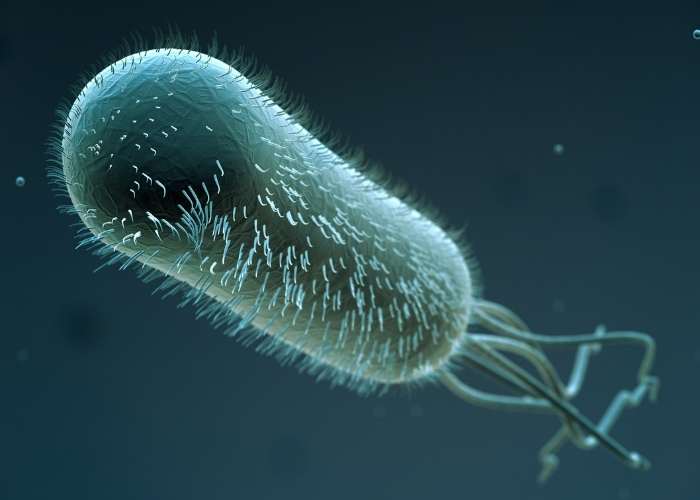 E.coli Bacteria