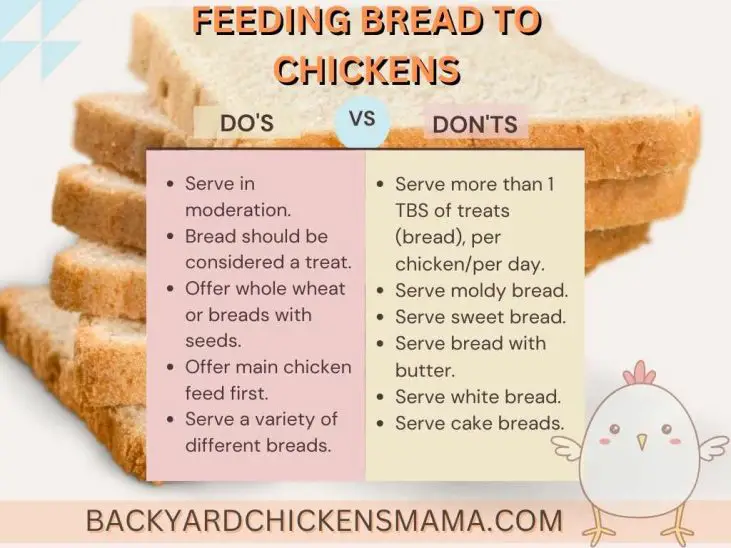 7 Things You Need to Know Can Chickens Eat Bread?