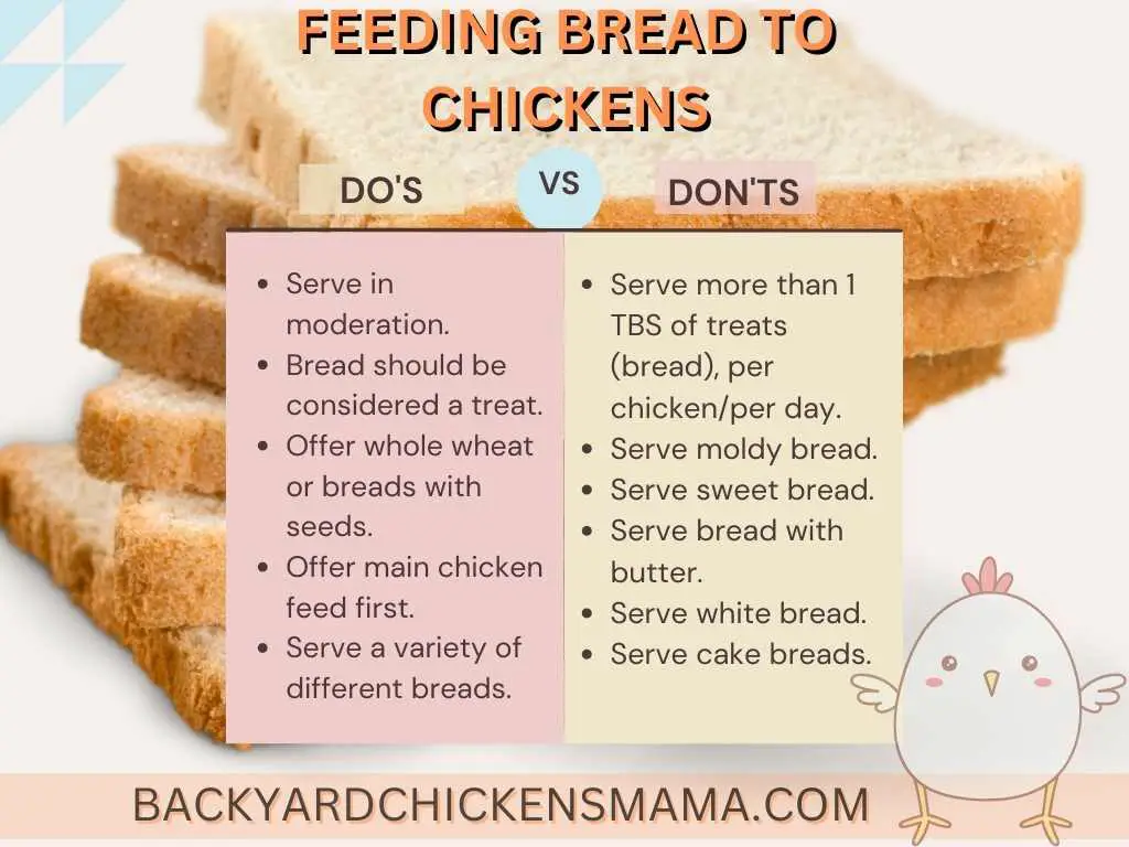 Can chickens eat bread. DO'S AND DON'TS OF FEEDING BREAD TO CHICKENS