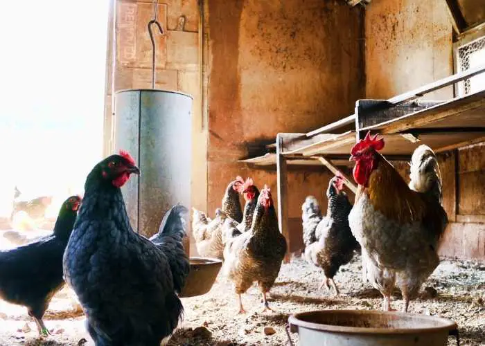 FLOCK IN CHICKEN COOP