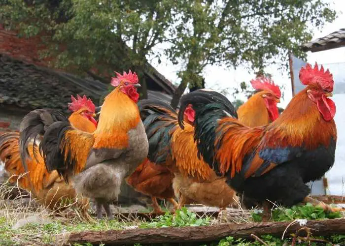 WHAT SHOULD I FEED MY CHICKENS? ROOSTERS NEED LESS CALCIUM AND MORE PROTEIN THAT LAYING HENS.