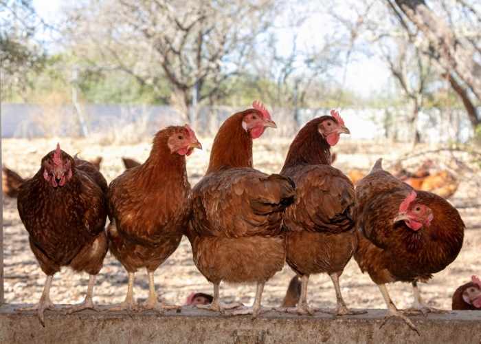 HENS HUDDLED TOGETHER