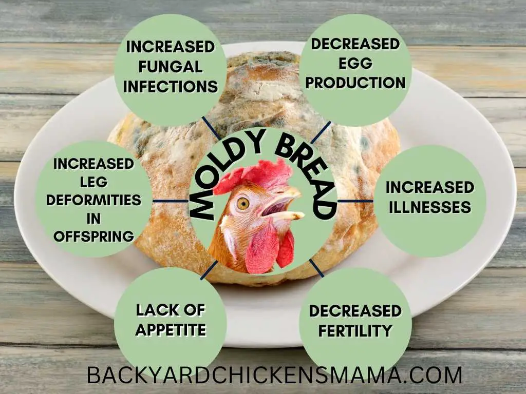 CAN CHICKENS EAT MOLDY BREAD? CAN CHICKENS EAT BREAD? MOLDY BREAD IS HARMFUL TO CHICKENS.
