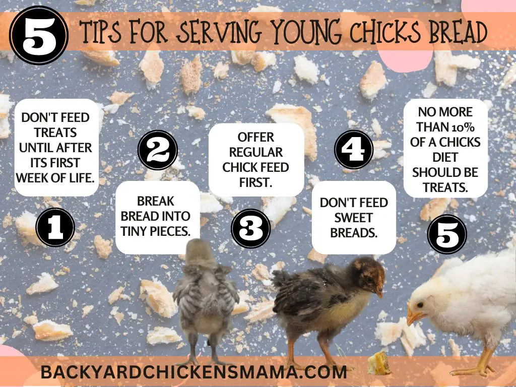 CAN BABY CHICKS EAT BREAD. CAN CHICKENS EAT BREAD. 5 TIPS FOR SERVING YOUNG CHICKS BREAD.