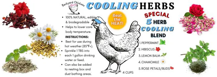 5 Best Cooling Herbs for Chickens