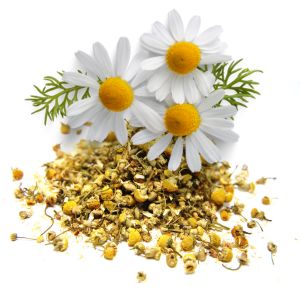 Chamomile makes an excellent cooling herb for chickens.