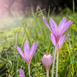AUTUMN CROCUS IS TOXIC TO CHICKENS