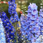 DELPHINIUM IS TOXIC TO CHICKENS