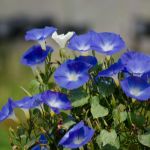 MORNING GLORY IS TOXIC TO CHICKENS