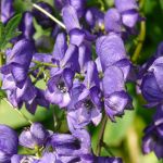 MONKSHOOD IS TOXIC TO CHICKENS