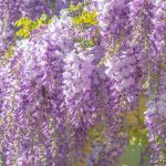 WISTERIA IS TOXIC TO CHICKENS