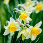 DAFFODIL PLANTS ARE TOXIC TO CHICKENS