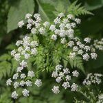 HEMLOCK IS TOXIC TO CHICKENS