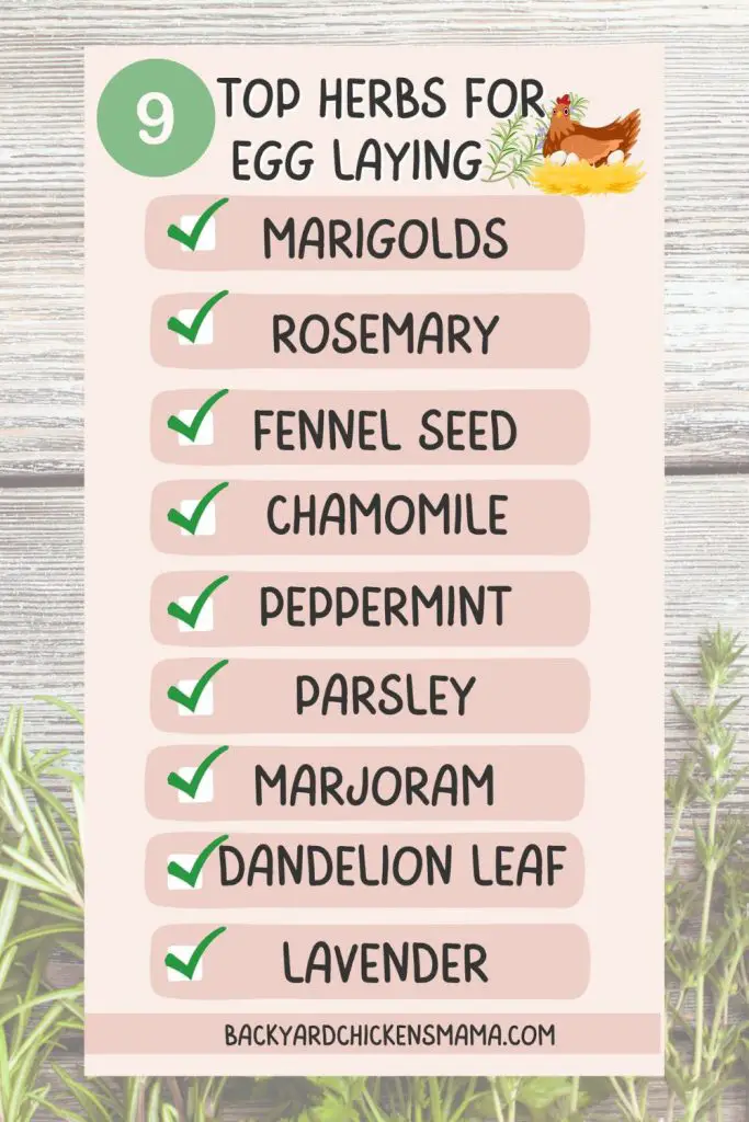 9 BEST HERBS FOR EGG LAYING PIN