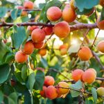 APRICOT LEAVES AND BARK ARE TOXIC TO CHICKENS