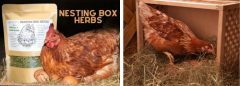 How to use herbs in chicken nesting boxes.