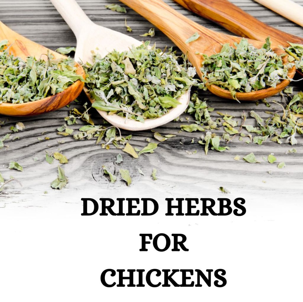 Choose the right herbs for your chickens. How to use herbs in chicken nesting boxes.
