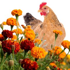 ARE MARIGOLDS SAFE FOR CHICKENS?