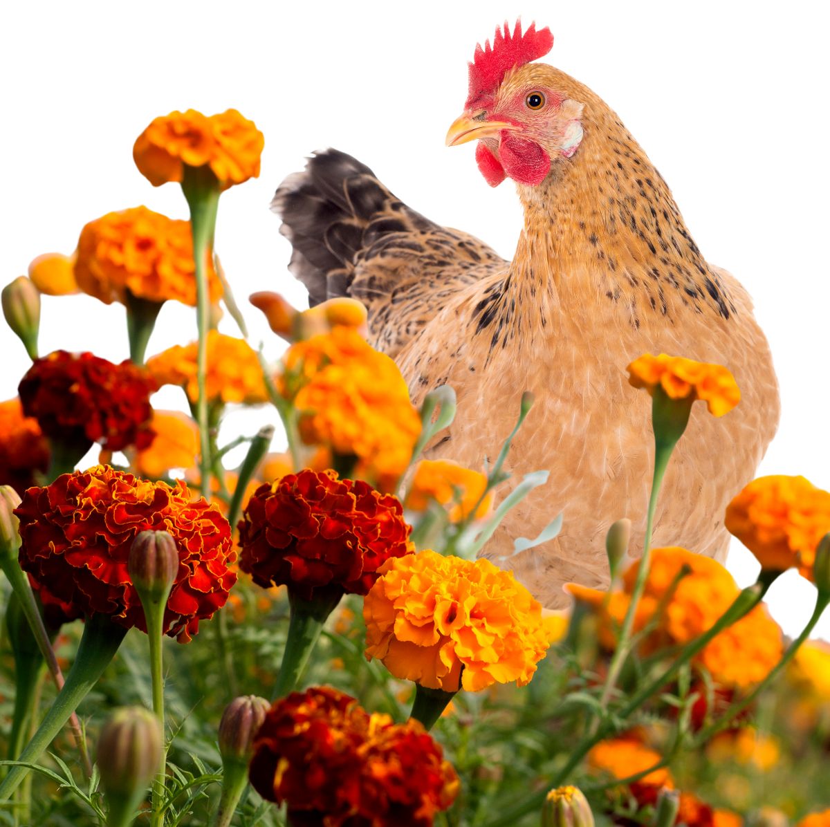 Are Marigolds Safe for Chickens? 10 Important Benefits