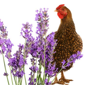 Hen-by-lavender. Lavender can make your chicken coop smell better quick!