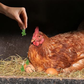 Sprinkle herbs in your chicken nesting boxes.