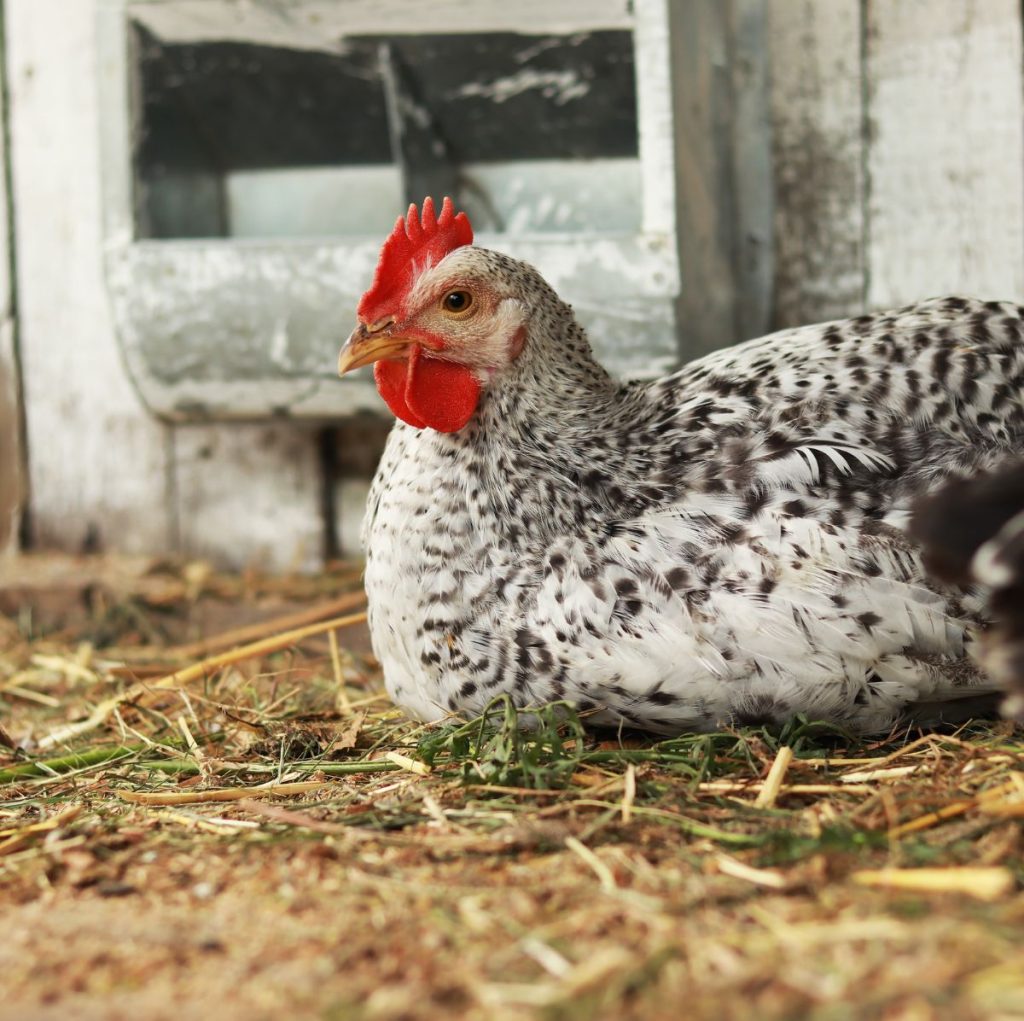 hen nesting in herbs