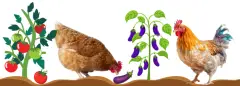 21 HERBS AND PLANTS TOXIC TO CHICKENS