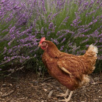 hen-in-lavender-field