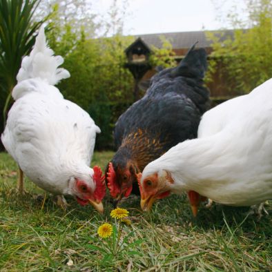 hens eating dandelions