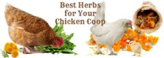 Best Herbs for a Chicken Coop