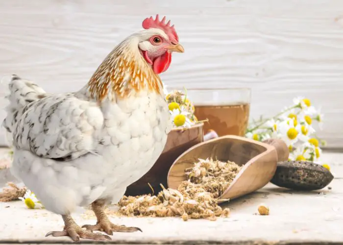 Chicken with Chamomile Herbs and Flowers