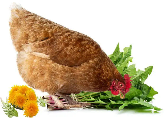 Chicken with Dandelion Leaf and flowers