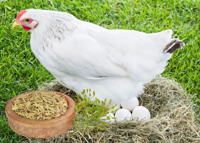 Chicken with Fennel Seed Herb