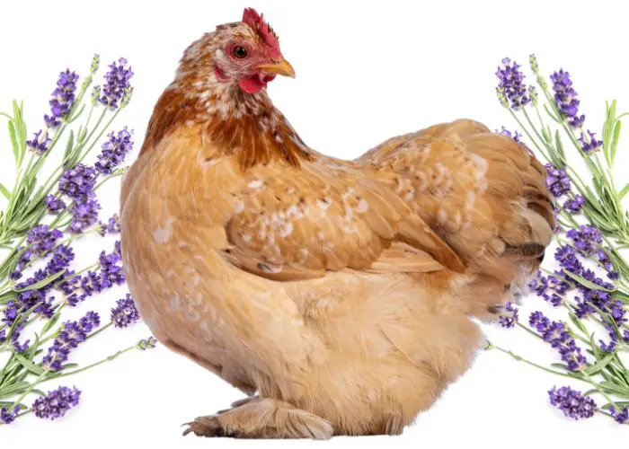 Chicken with Lavender herb
