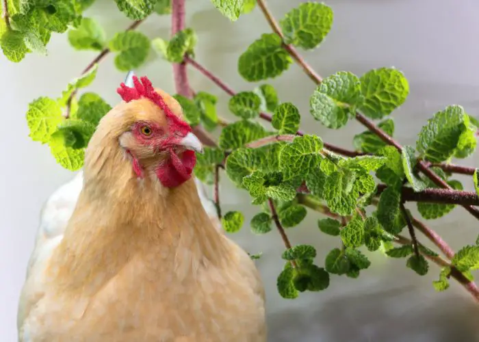 Chicken with Lemon Balm Leaves