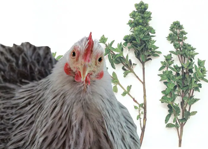 Chicken with Marjoram Leaves