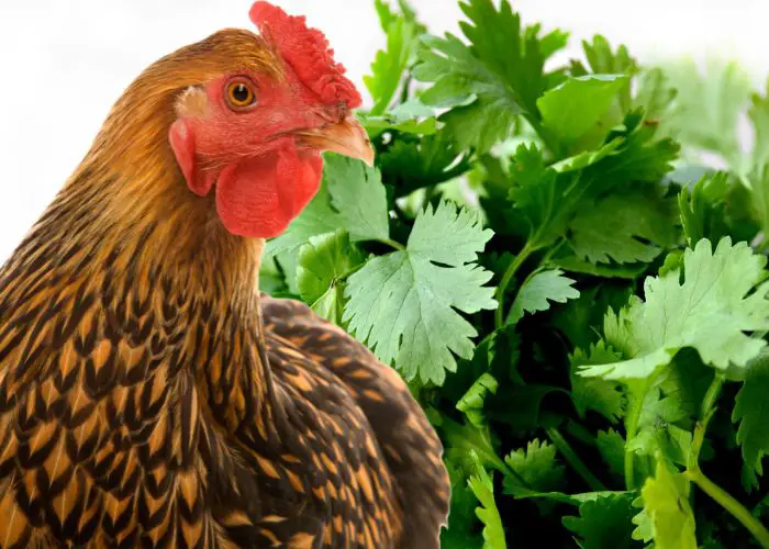 Chicken with Parsley herbs