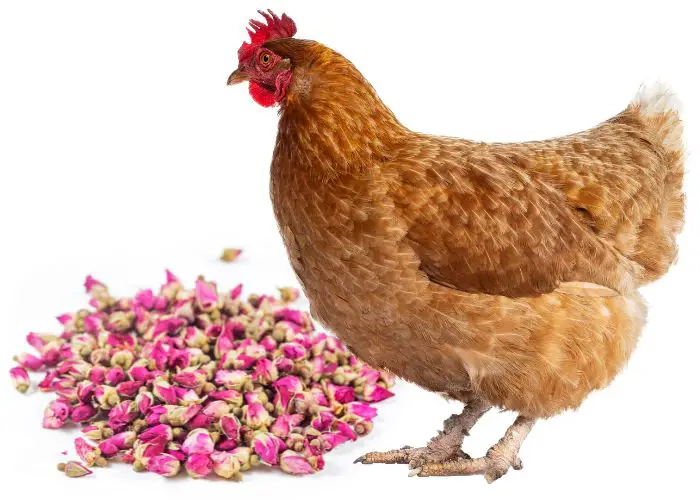 Chicken with Rose Petals and buds