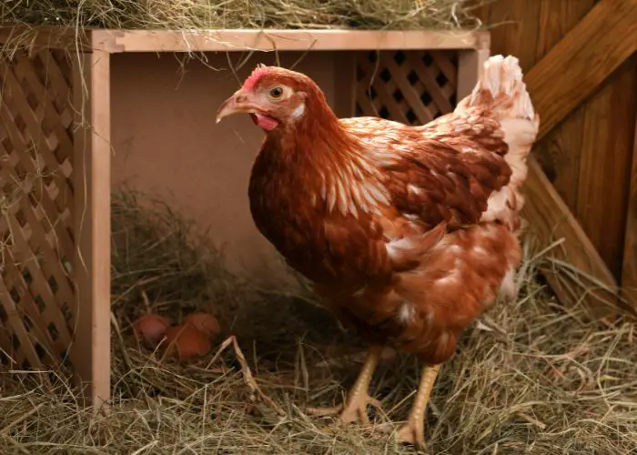 Straw is a popular and cost-effective bedding option for chicken nesting boxes.