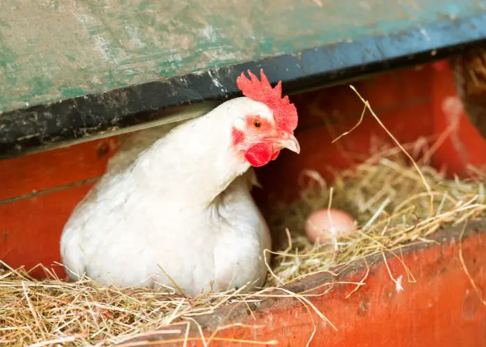 Using fake eggs in chicken nesting boxes is a good way to encourage hens to lay in the boxes.