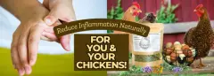REDUCE INFLAMMATION NATURALLY FOR YOU AND YOUR CHICKENS