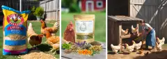 3 NATURAL WAYS TO BOOST EGG PRODUCTION