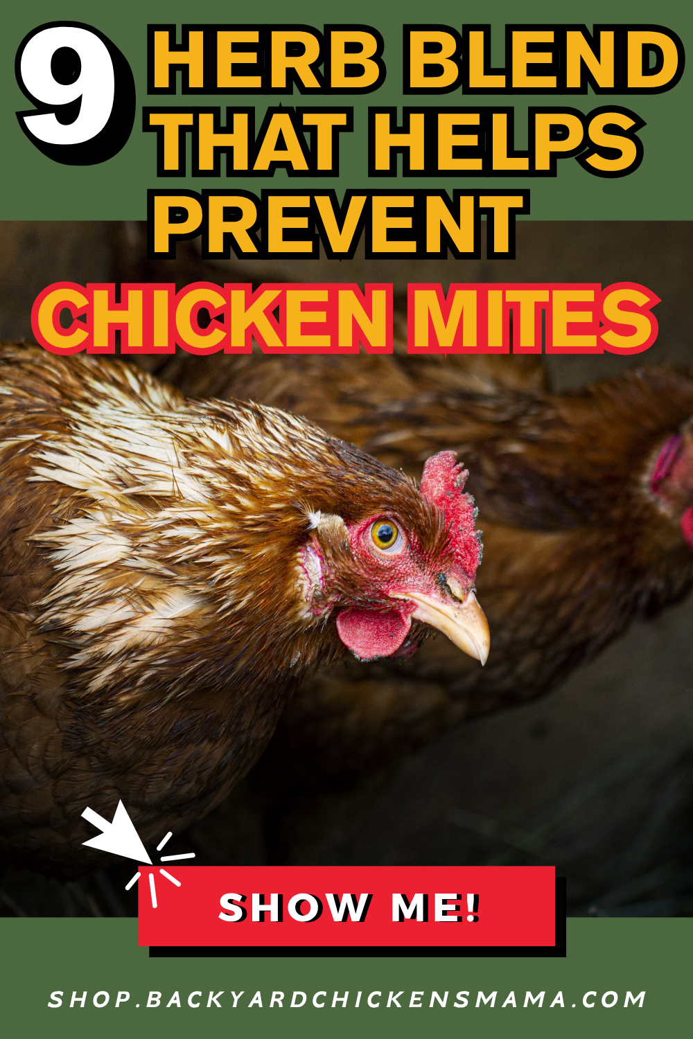 A closer look at Using Borax Powder To Prevent Chicken Mites