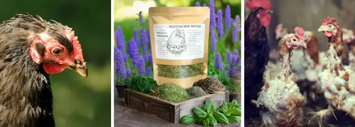 View of How to Use Nesting Box Herbs for Chicken Mite Prevention